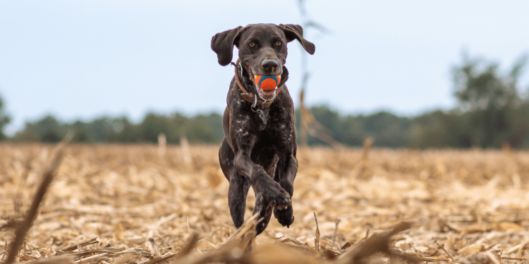 German Short-haired Pointer Dog Breed Information