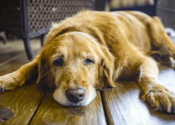 Dog Dry Skin Problems and Top Home Remedies for the Treatment  