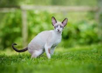 10 Cornish Rex Health Issues You Should Know (Vet Answer)