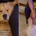 Video of Golden Retriever Getting Spoiled by Owner Melts Hearts