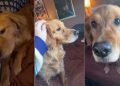 Golden Retriever Proves a Little Sunshine Goes a Long Way in Winter