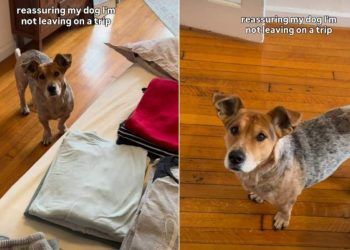 Video: Dog Needs Reassurance Clothes Are for Closet Cleanup, Not a Trip