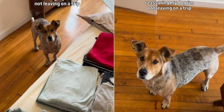 Video: Dog Needs Reassurance Clothes Are for Closet Cleanup, Not a Trip