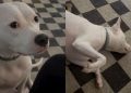 Video: Dog Gets ‘Mad’ at Owner for This Hilarious Reason