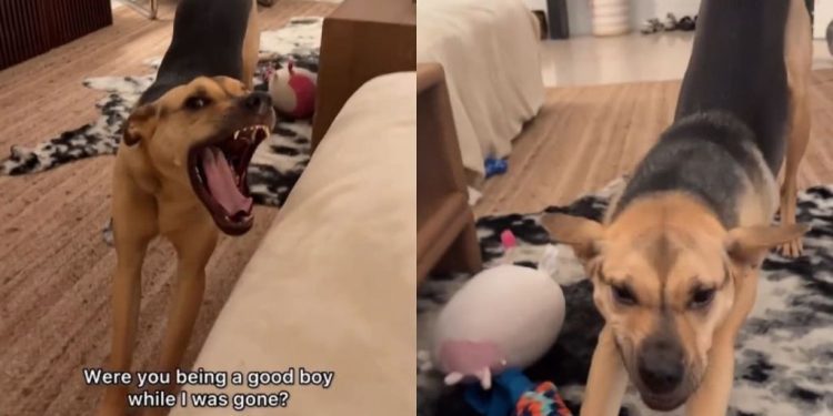 Rescue Puppy ‘Smiles’ At Owner After They Were Gone For 45 Minutes
