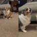 Video: Dogs Exhibit a ‘Love-Hate Relationship’ With Just Their Expressions