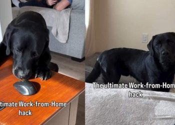 Video: Dog Dad Turns Labrador Into Secret Work From Home Hack