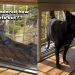 Video: Dog’s Reverse Walk Out of the Balcony Is Too Cool