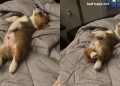 Corgi Pup’s Nap Video Will Make Your Day
