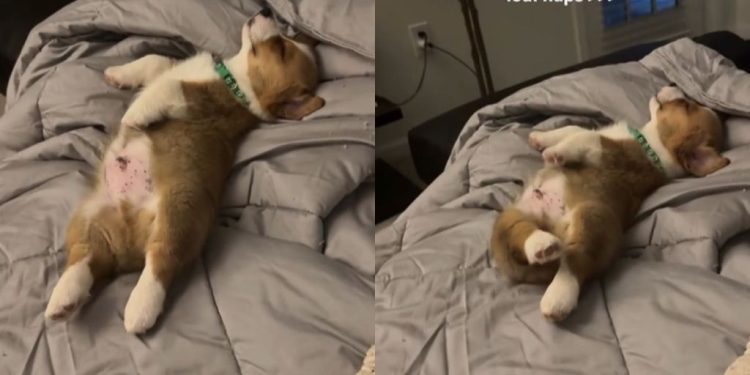 Corgi Pup’s Nap Video Will Make Your Day