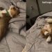 Corgi Pup’s Nap Video Will Make Your Day