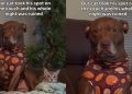Video: Dog’s Night Is ‘Ruined’ After Cat Takes His Spot on Couch