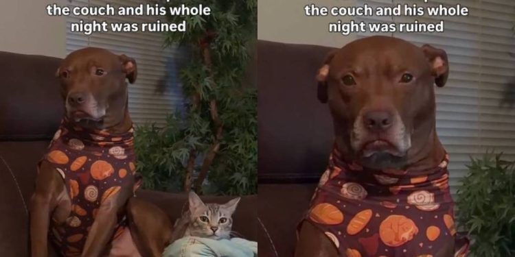 Video: Dog’s Night Is ‘Ruined’ After Cat Takes His Spot on Couch