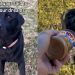 Video: Dog Chases His Peanut Butter Dream & It’s Exactly What You Think