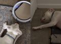 Video Documents Pit Bull’s Reaction With & Without Robot Vacuum