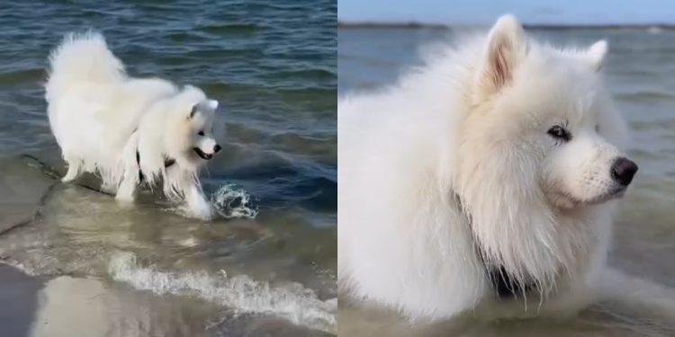 Video Proves If Samoyeds Have a Good Recall
