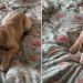 Video of Golden Retriever Puppy Reacting to a Moving Bedsheet Will Make Your Day