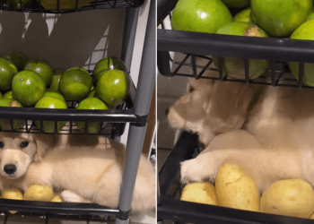 Golden Retriever Puppy Makes This Kitchen Storage Unit His Bed