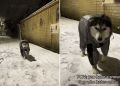 Video Shows ‘Snow Dog’ Not Entirely Pleased With the Snowfall