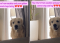 Video: Golden Retriever Can’t Stop Staring at Owner After They Return From Holiday