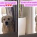 Video: Golden Retriever Can’t Stop Staring at Owner After They Return From Holiday