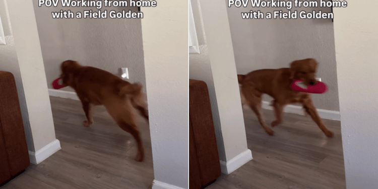 Video Shows What It’s Like to Work With a Field Golden Retriever Around