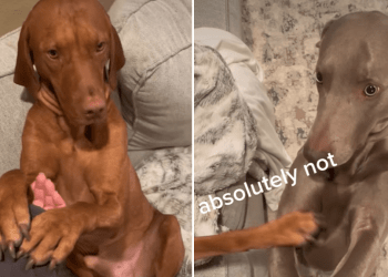 Hilarious Video Shows Dogs Exhibiting Peak Sibling Behavior