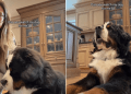 Video: Dog Does This After Mom Leaves Him Alone With the Camera On