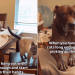Video: Dog Starts Acting Like a Cat After Living Together