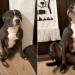 Video: Dog Has a Tough Time Choosing Between Bath or No Bath