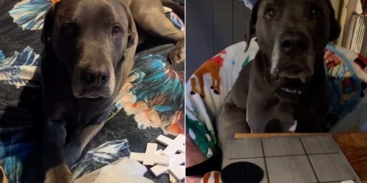 Video: Dog Doesn’t Take Losing Tic-Tac-Toe Well