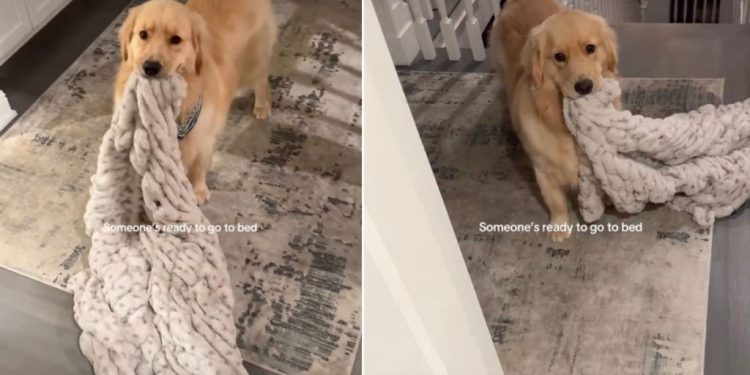 Video: Golden Retriever Drops a Big Hint When it’s Time to Go to Bed