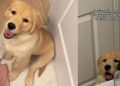 Golden Retriever Puppy Sweetly Looks Over Mom in Adorable Video