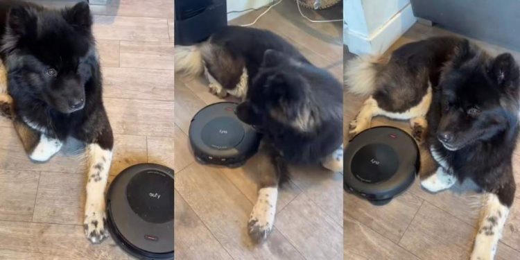 Video: Dog Is So Unbothered by Robot Vacuum It’s Hilarious