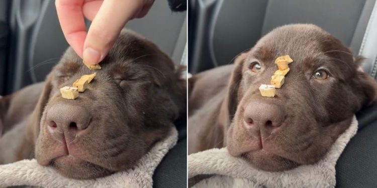 Video Shows Labrador Pup Showing No Reaction to Treats on Her Nose