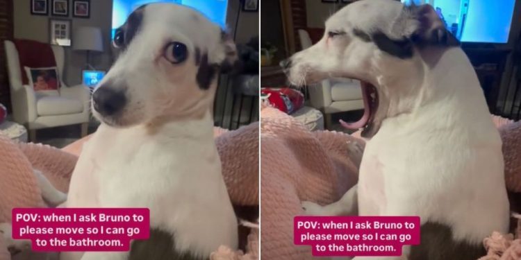 Video: Dog Ignores Owner Like This When Asked to Move from a Cozy Spot