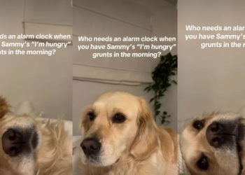 Golden Retriever’s ‘I’m Hungry’ Grunts Make up for Alarm Clock