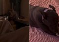 Dog Is Just a ‘Girl’ Showing off Her Bone in Adorable Video
