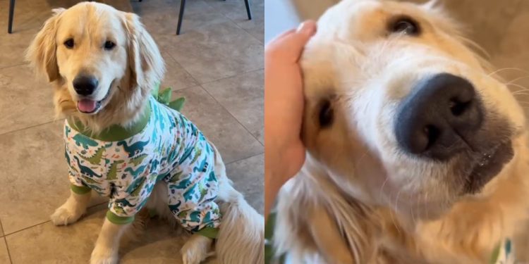 Video: Golden Retriever Beams With Joy as He Flaunts His Dino PJs