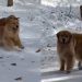 Video: Christmas Morning With 5 Golden Retrievers Is Pure Bliss