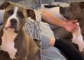 Dog Listens Closely When Dad Asks About Her ‘Boyfriend’