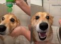 Video: Dog Isn’t Pleased About Change in Bath Location