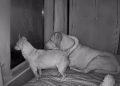 Camera Footage Shows Dogs Staying Up for Mom