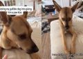 Rescue Puppy Gives Owner the Side-Eye After Being Tricked