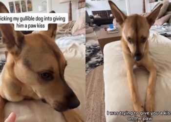 Rescue Puppy Gives Owner the Side-Eye After Being Tricked