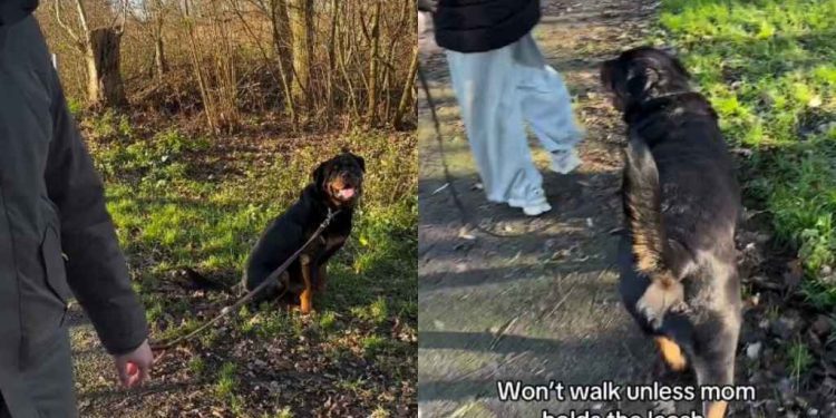 Video: Dog Just Won’t Let the ‘Spare Human’ To Walk Him
