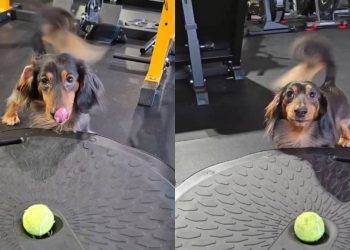Video Shows What a Dog’s ‘Clear Communication’ Looks Like