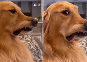 Video: Golden Retriever Reacts to New Dog Research Being Read Out on TV
