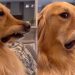 Video: Golden Retriever Reacts to New Dog Research Being Read Out on TV