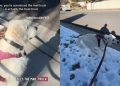 Golden Retriever Is Convinced Mail Truck Carries Treat